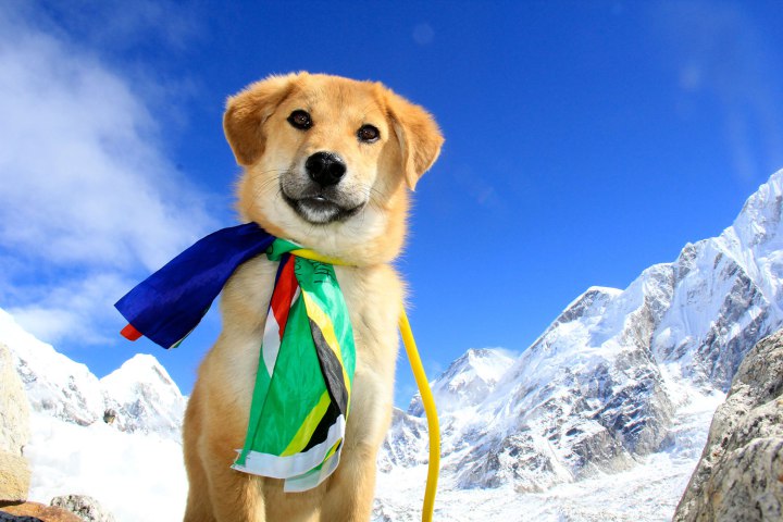 PIC FROM CATERS - (PICTURED:Rupee at Everest base camp) - A homeless dog rescued from a dump is thought to be the first dog in the world to climb Mount Everest. Motivated mutt, Rupee, made history after scaling the worlds tallest mountain with owner, Joanne Lefson and reaching the iconic Everest base camp. Rupee, the first dog ever officially recorded at the camp, undertook the gruelling challenge against all odds after being rescued by Joanne from a dump site in Ladakh, Northern India. At just eight months old the plucky pup was dying of dehydration and starvation when he was adopted by Joanne. SEE CATERS COPY